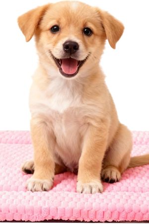 Dog mat